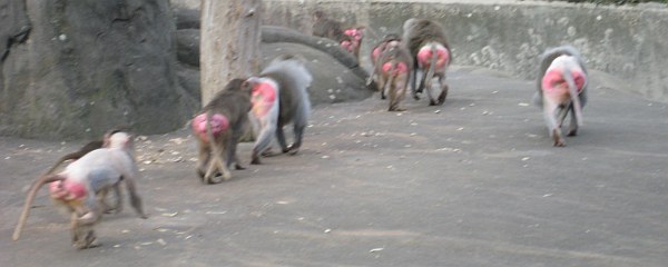 Die Paviane auf dem Weg in den Opelzoo Paviane von Hinten